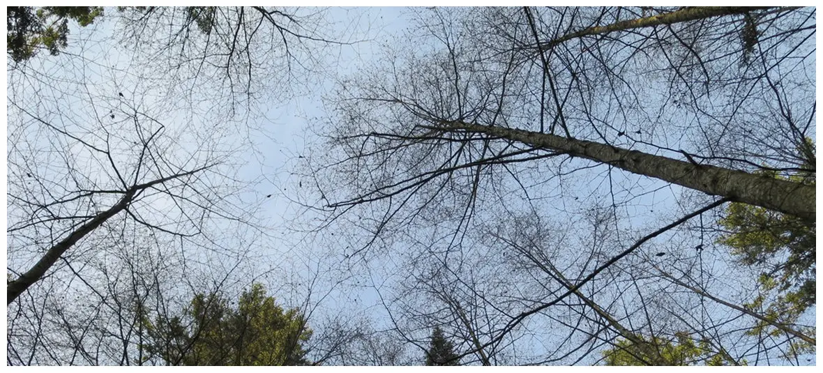 Anablephobia (Fear of Looking up or the Sky Falling)